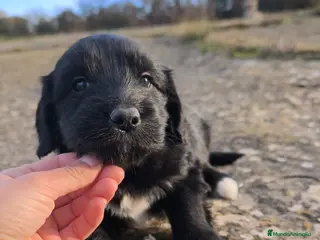 Raza Mixta perros Cachorros bordoodle/borderpoo! - Anuncio 1