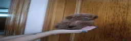 Caniche Toy perros en venta: CANICHE TOY MACHO OPORTUNIDAD  - Anuncio 3