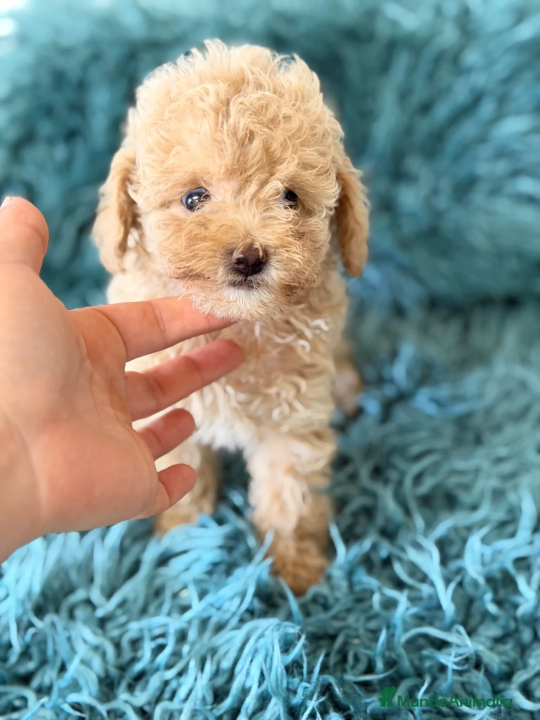 Caniche Toy perros en venta: Caniche hembra toy crema 🐾 - Anuncio 2