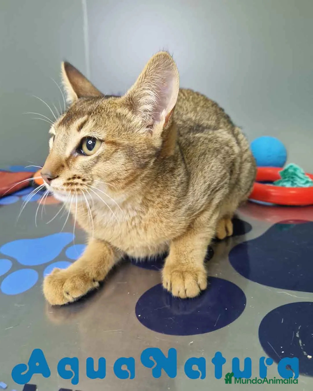 Abisinio gatos en venta: Abisinio Macho de Santa 1932 AQUANATURA - Anuncio 3