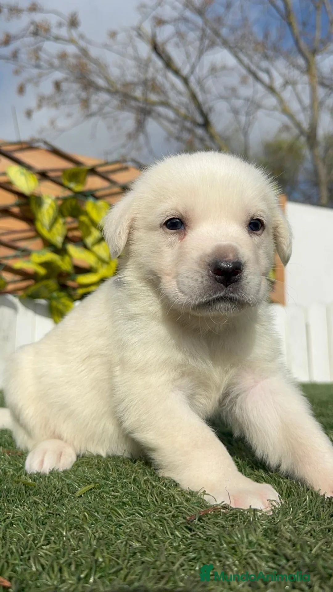 Mastín Español perros en venta: MASTIN ESPAÑOL HEMBRA - Anuncio 5