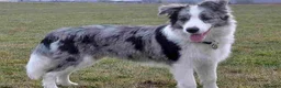 Border Collie perros en venta: Border collie merle - Anuncio 6