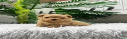 Maltipoo perros en venta: MALTIPOO COREANO 100% - Anuncio 2