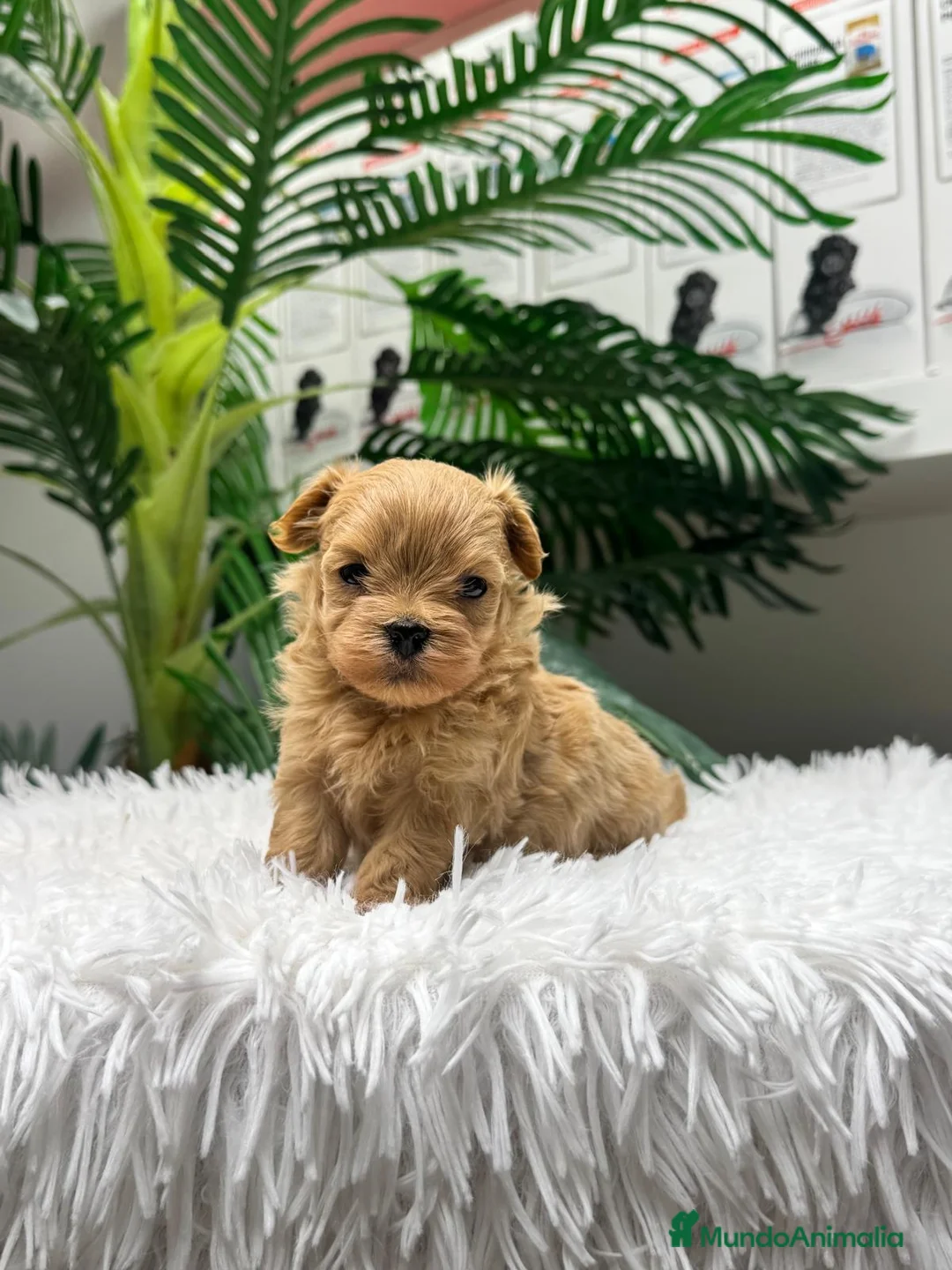 Maltipoo perros en venta: MALTIPOO COREANO 100% - Anuncio 2