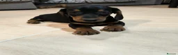 Teckel Miniatura perros en venta: Disponible Teckels miniatura de excelente calidad  - Anuncio 4