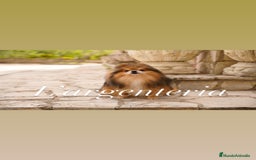 Pomerania perros en venta: camada pomerania  - Imagen 5