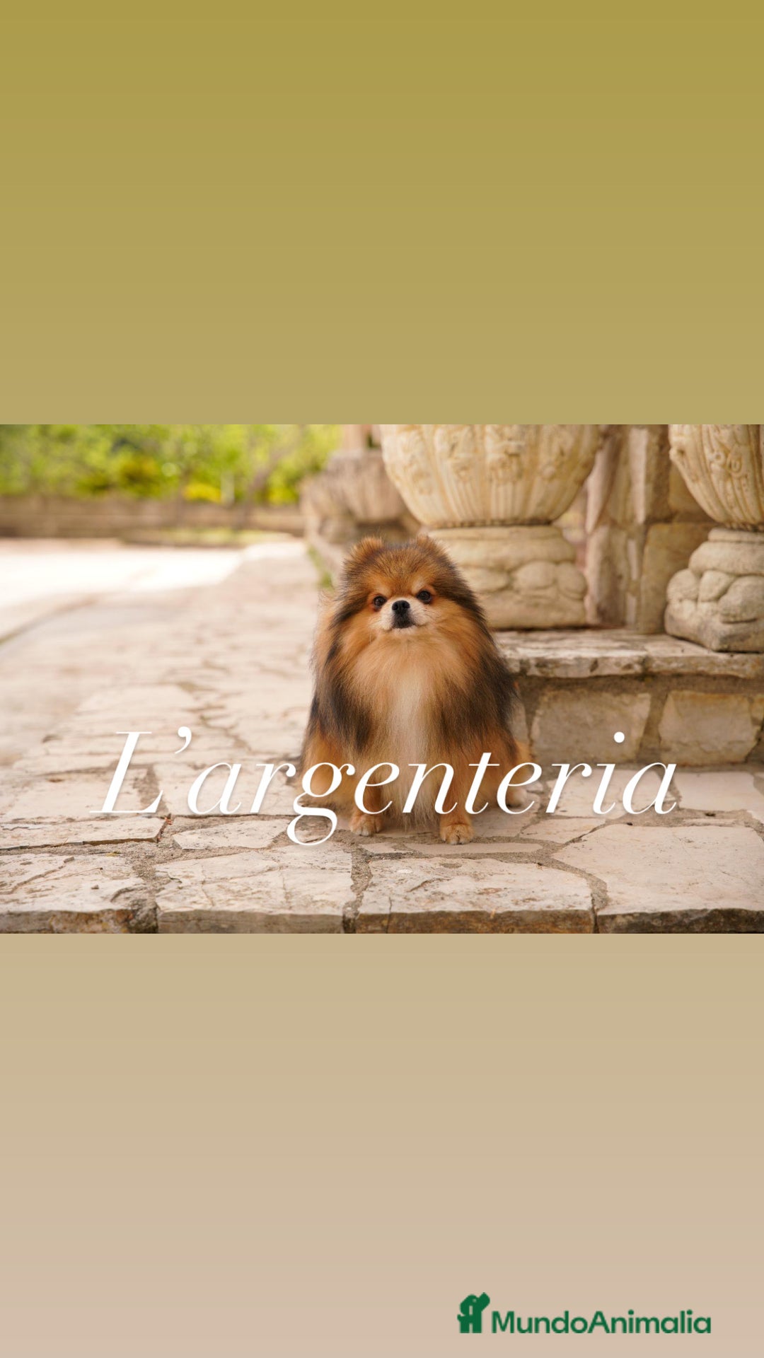 Pomerania perros en venta: camada pomerania  - Imagen 5