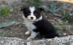 Border Collie perros en venta: 🐾 CACHORROS BORDER COLLIE DE ALTA CALIDAD 🐾 - Anuncio 3