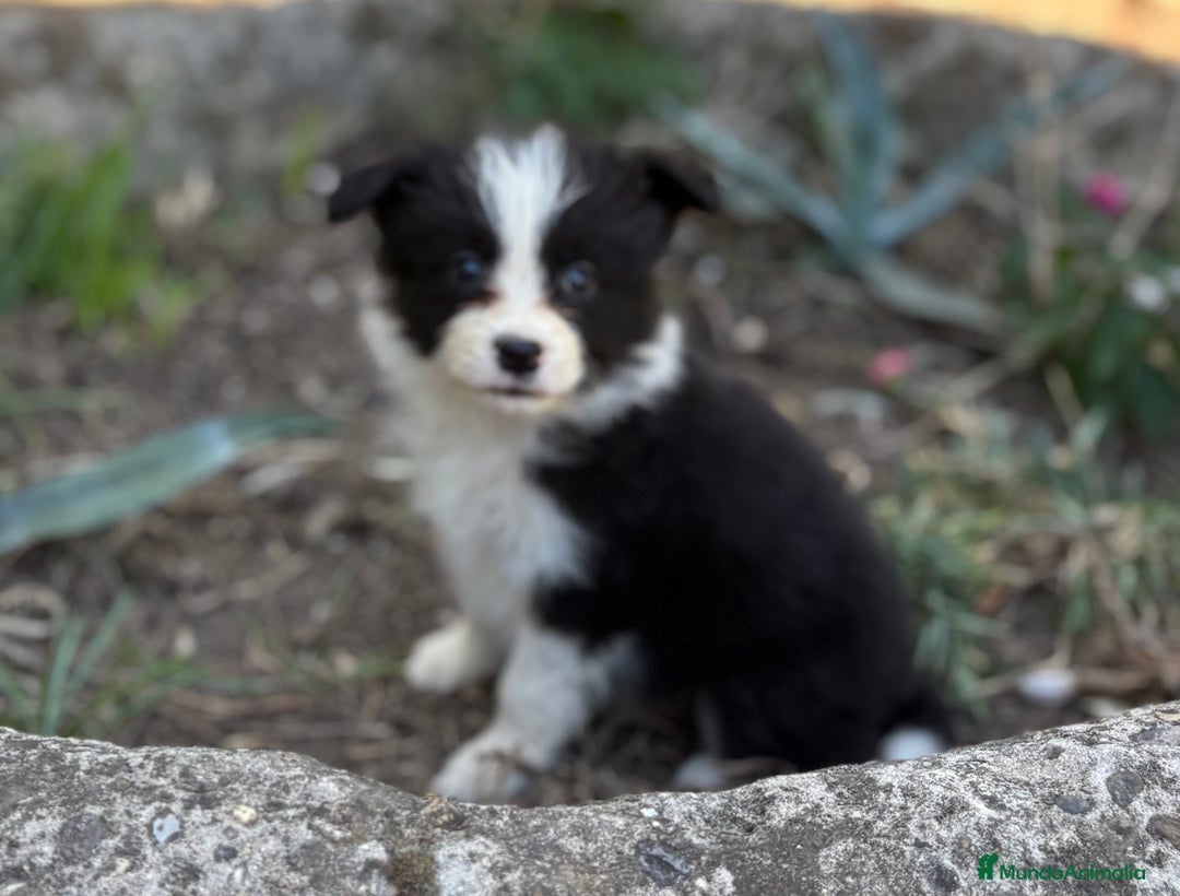 Border Collie perros en venta: 🐾 CACHORROS BORDER COLLIE DE ALTA CALIDAD 🐾 - Anuncio 3