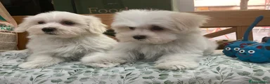 Bichón Maltés 2