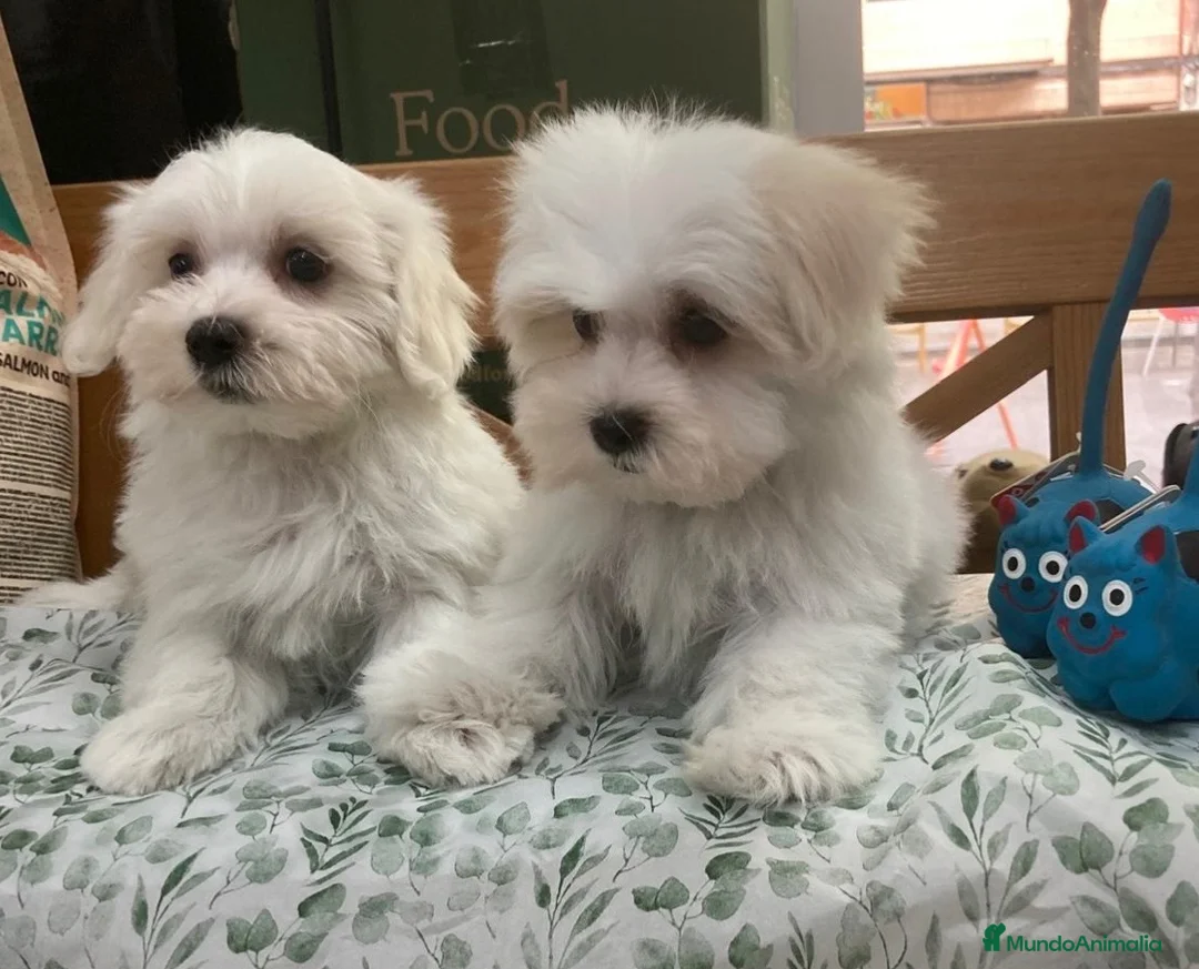 Bichón Maltés perros en venta: Cachorritos bichon maltés americanos - Anuncio 6