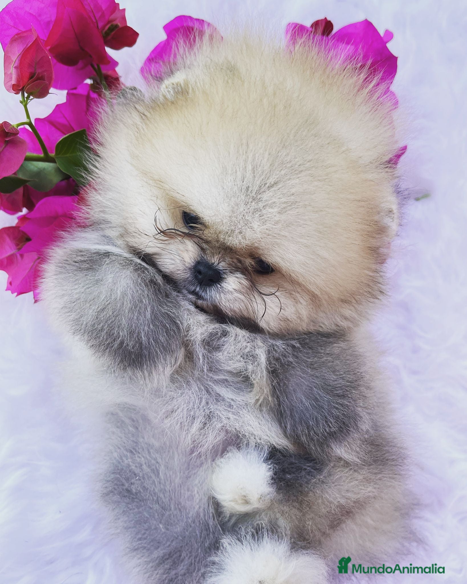 Pomerania perros PRECIOSOS BEBE POMERANIA en Málaga - Anuncio 22