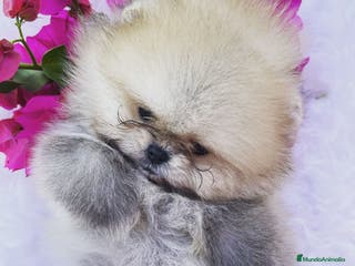 Pomerania perros PRECIOSOS BEBE POMERANIA en Málaga - Anuncio 4