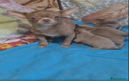 Chihuahua perros en venta: CHIHUAHUA LINEA RUSA LILAC - Imagen 1