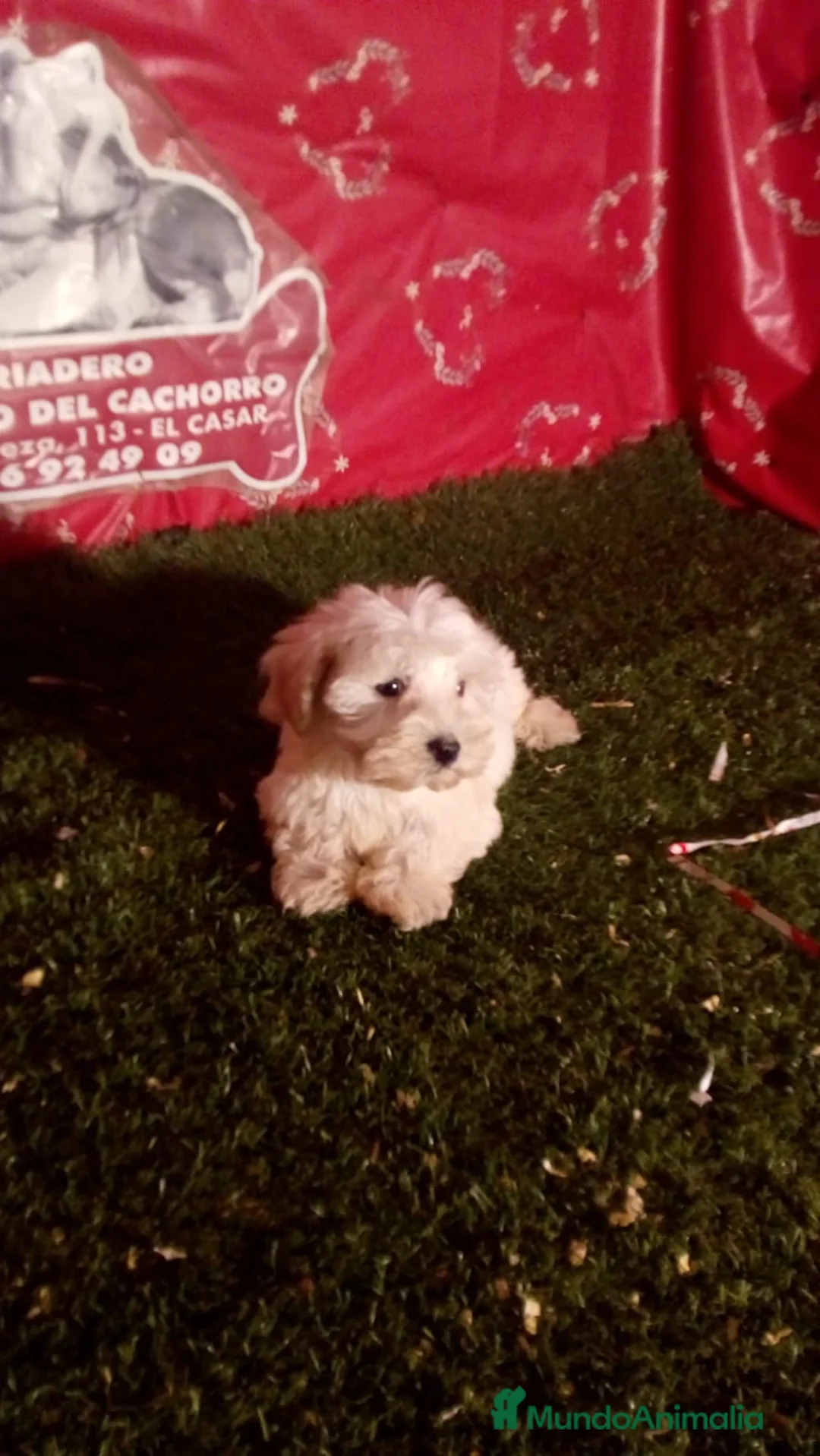 Bichón Maltés perros en venta: cachorros de bichon maltes  en Madrid - Anuncio 2