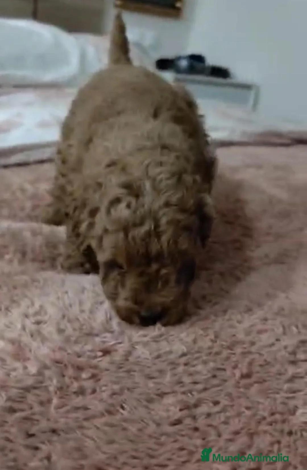 Caniche Toy perros en venta: Caniche toy  - Anuncio 9