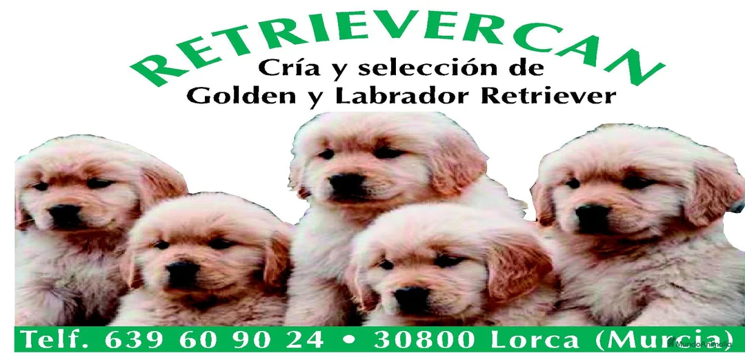 Imagen de galería {{count}}