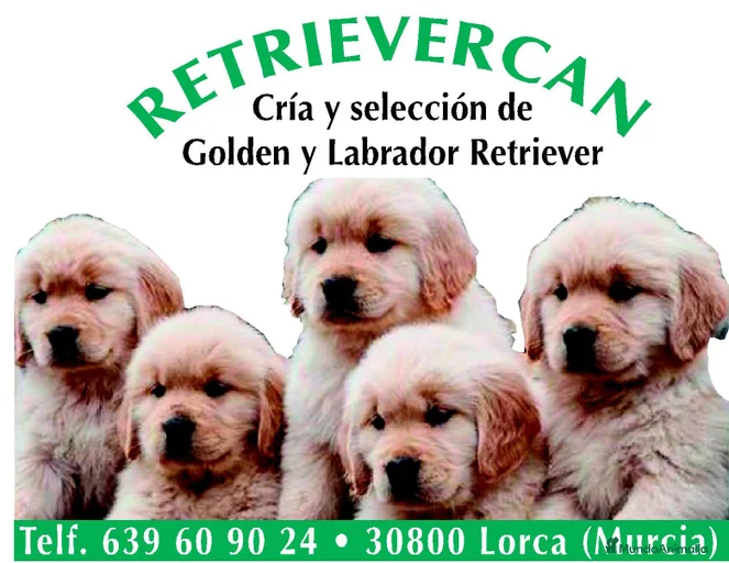 Imagen de galería {{count}}