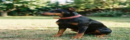 Dobermann perros en venta: Disponible Doberman de Calidad  - Anuncio 10