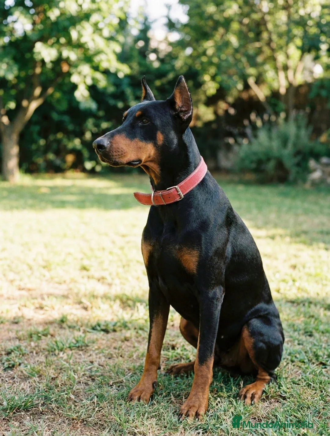 Dobermann perros en venta: Disponible Doberman de Calidad  - Anuncio 10