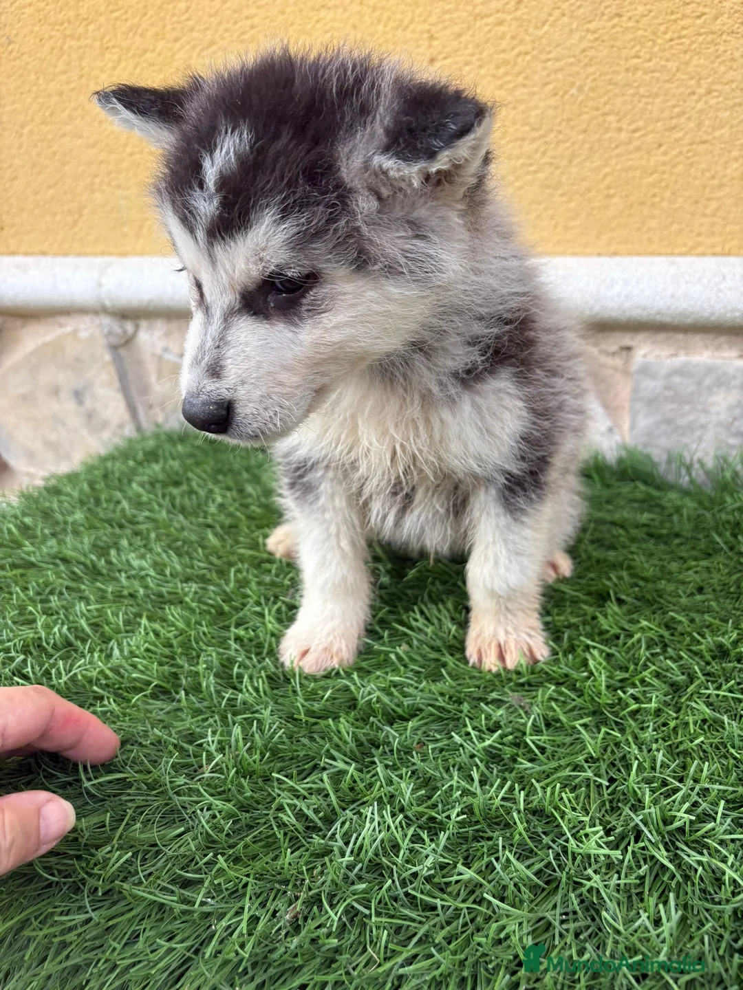 Husky Siberiano perros en venta: Husky siberiano impresionante machito - Anuncio 13