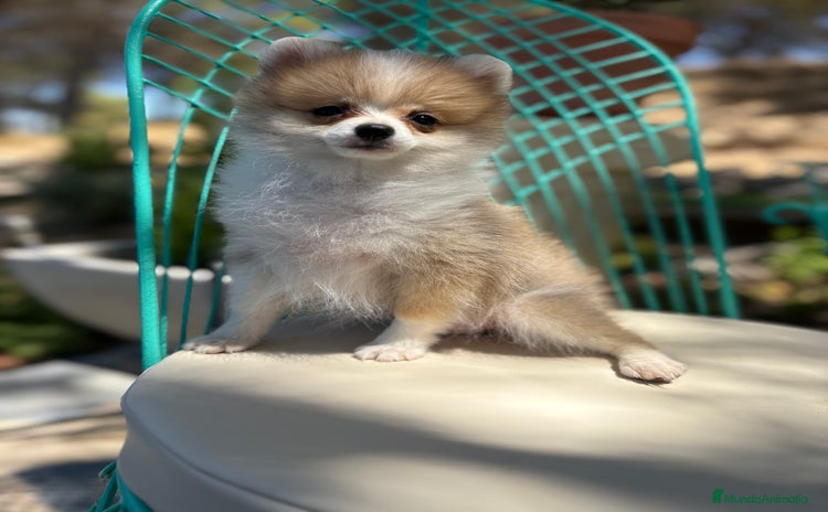 Pomerania perros - Propaganda 2