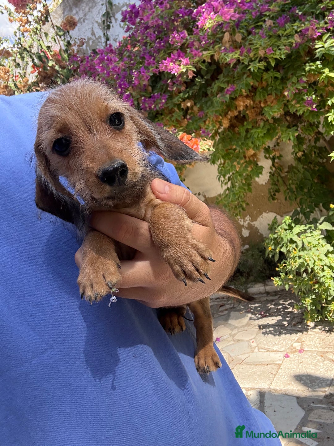 Teckel Miniatura perros en venta: Teckel pelo duro miniatura  - Imagen 1