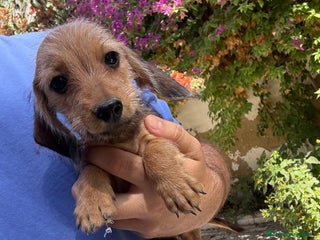 Teckel Miniatura perros - Anuncio 15