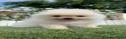 Pomerania perros en venta: POMERANIA 💙🤍 - Anuncio 4