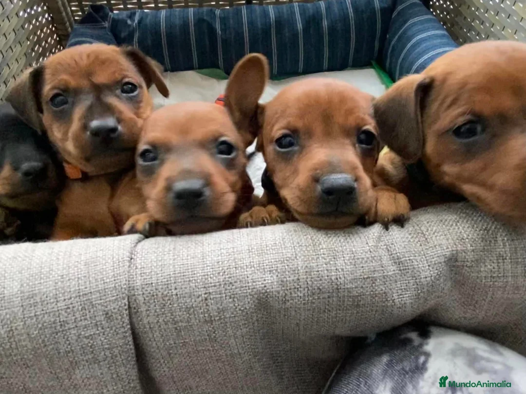 Pinscher Miniatura perros en venta: Pinscher mini Toy  en Ciudad Real - Anuncio 4