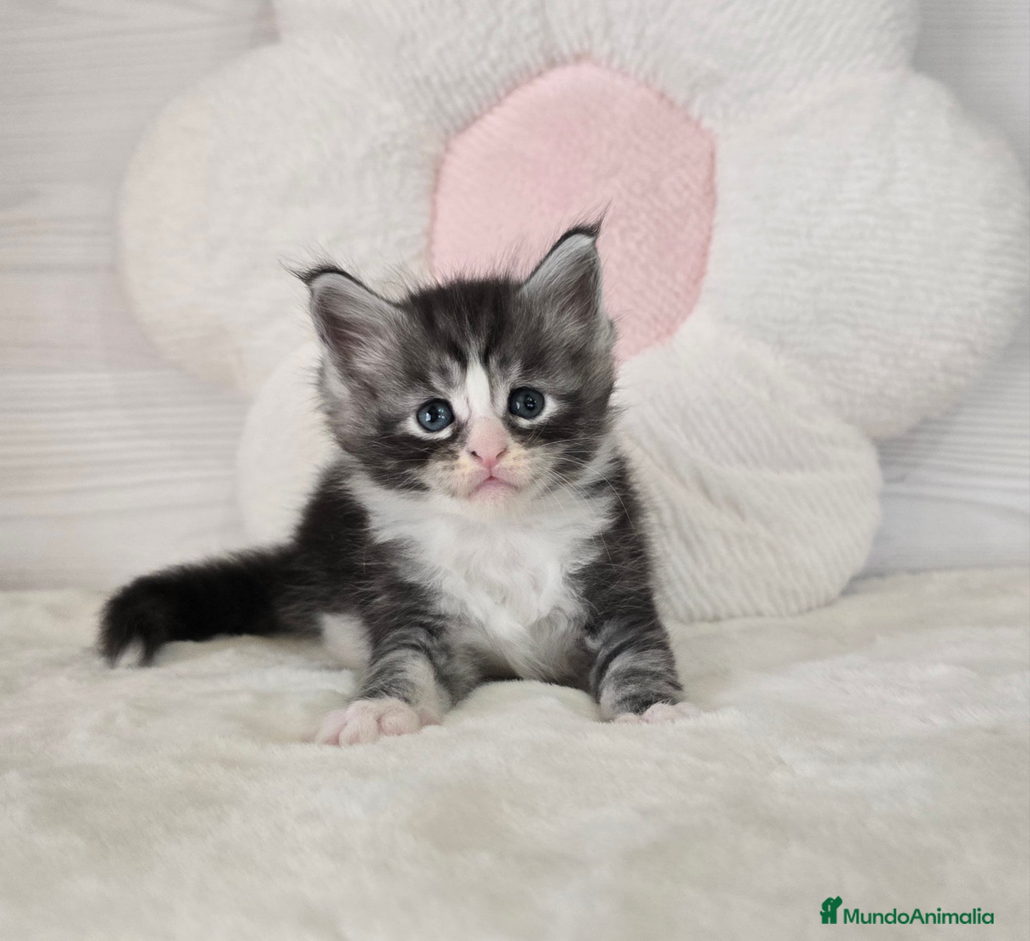 Maine Coon gatos Gatito maine coon - Anuncio 1