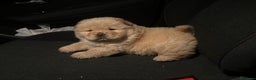 Chow Chow perros en venta: Chow Chow Macho Crema Disponible  - Anuncio 1