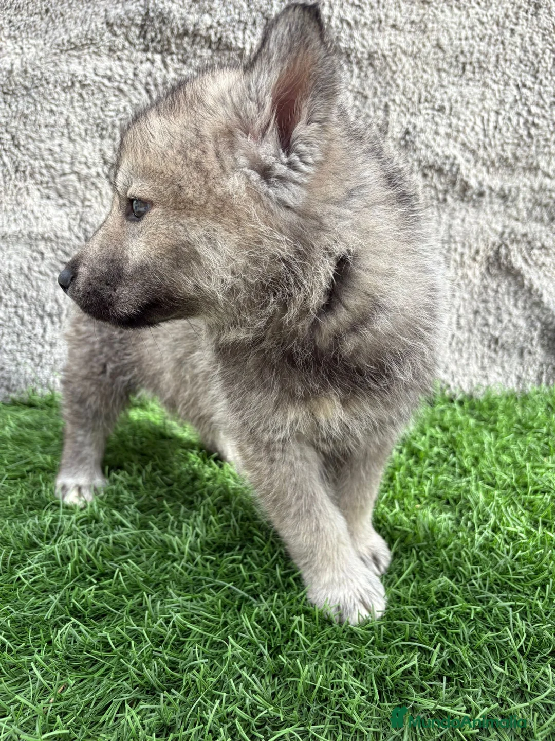 Husky Siberiano perros en venta: Macho de Husky siberiano agouti ojo azul  - Anuncio 17