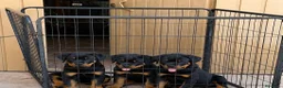 Rottweiler perros en venta: PRECIOSOSOS CACHORRITOS ROTTWEILER - Anuncio 2