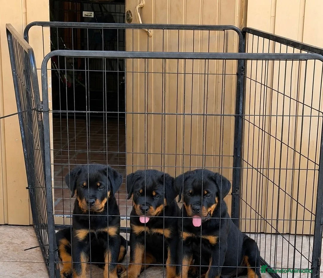 Rottweiler perros en venta: PRECIOSOSOS CACHORRITOS ROTTWEILER - Anuncio 2