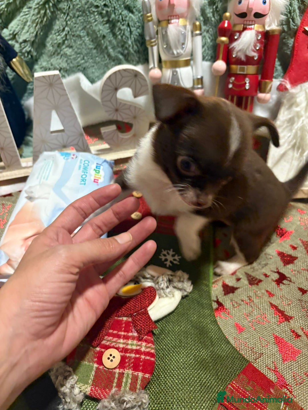 Chihuahua perros en venta: Chihuahua toy ruso - Anuncio 2
