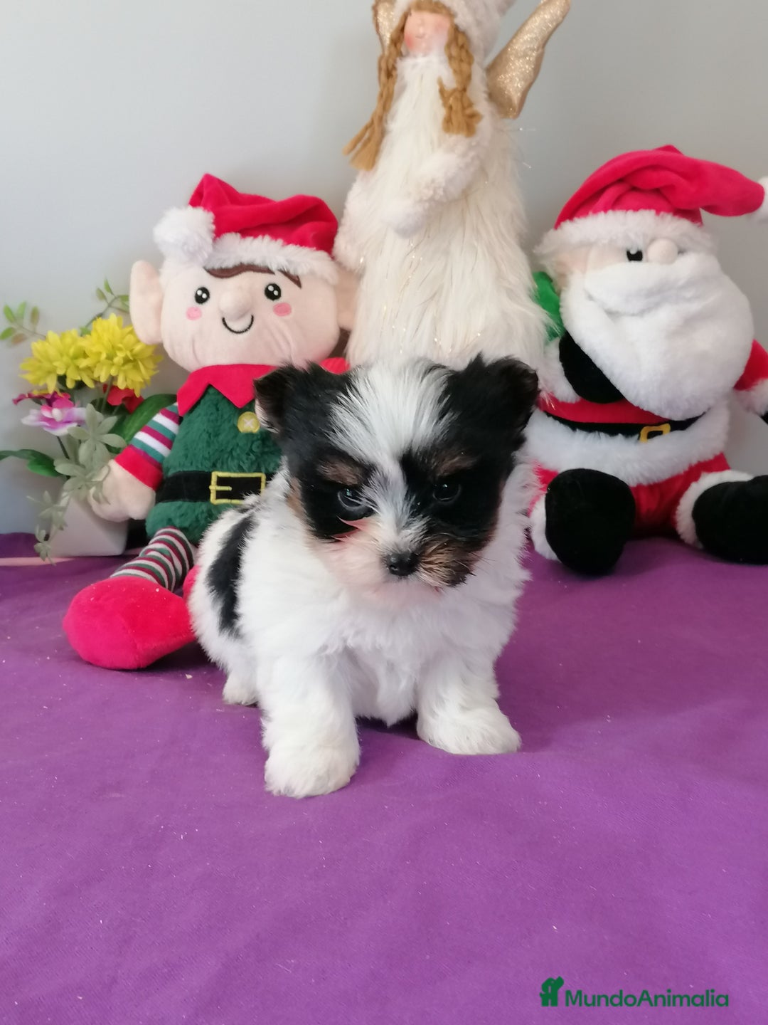 Biewer Yorkshire Terrier a la Pom Pon perros en venta: Yorkshire Biewer  - Anuncio 1