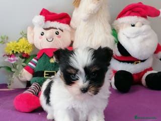 Biewer Yorkshire Terrier a la Pom Pon perros Yorkshire Biewer - Anuncio 1