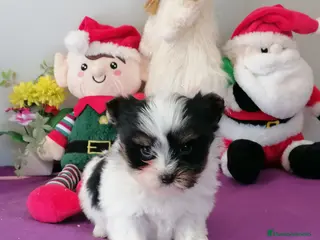 Biewer Yorkshire Terrier a la Pom Pon perros Yorkshire Biewer - Anuncio 3