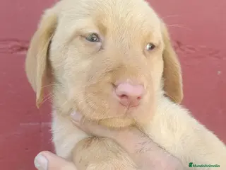 Labrador Retriever perros Labrador retriever dorado disponible - Anuncio 1