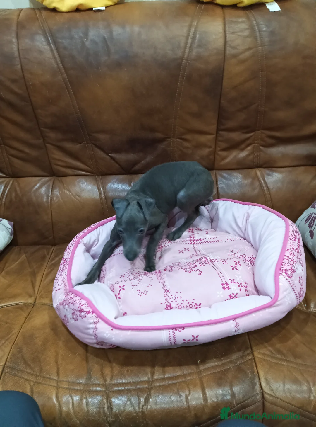 Pequeño Lebrel Italiano perros en venta: Piccolo lebrel blue - Anuncio 3