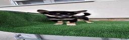 Shiba Inu perros en venta: Shiba Inu - Anuncio 2