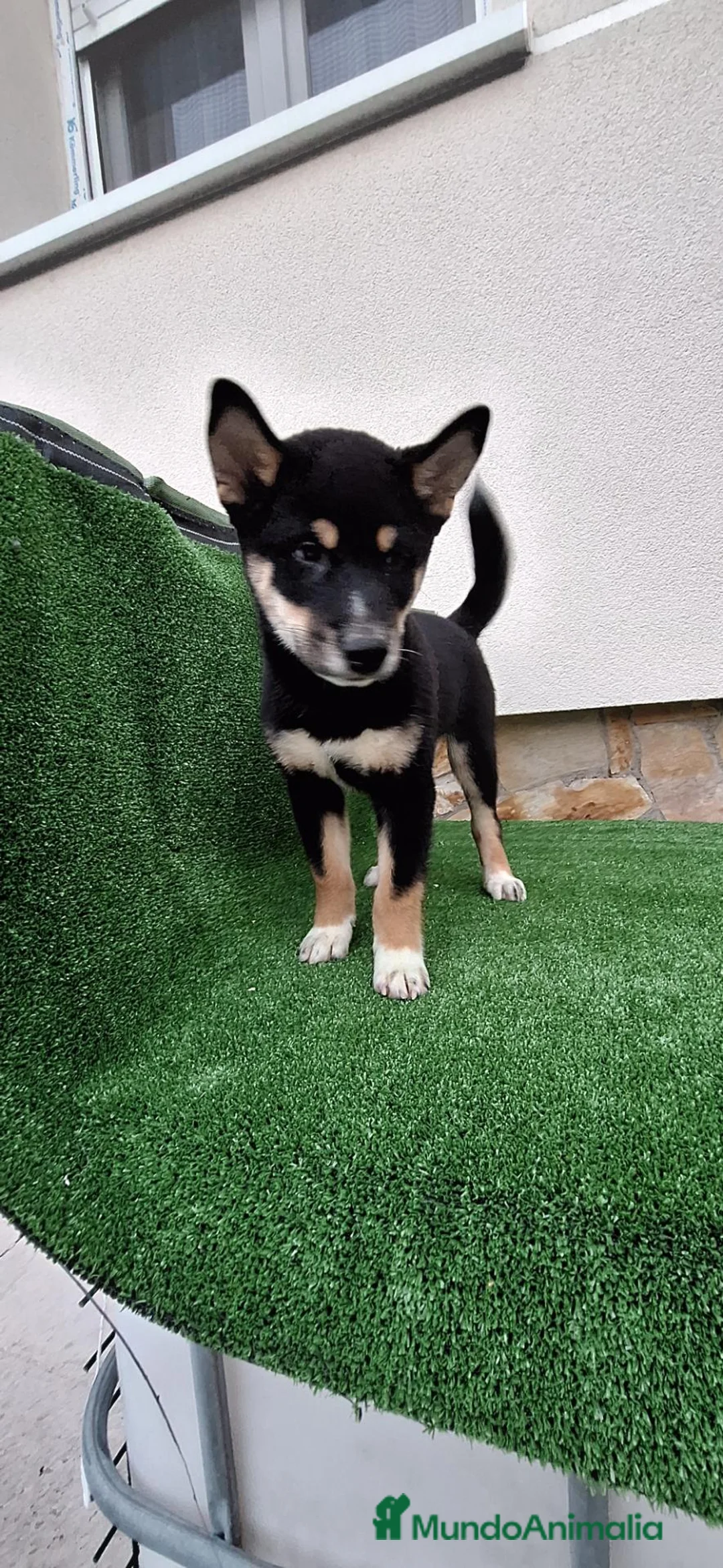 Shiba Inu perros en venta: Shiba Inu - Anuncio 2