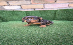 Teckel Miniatura perros en venta: teckel miniatura arlequin - Imagen 12