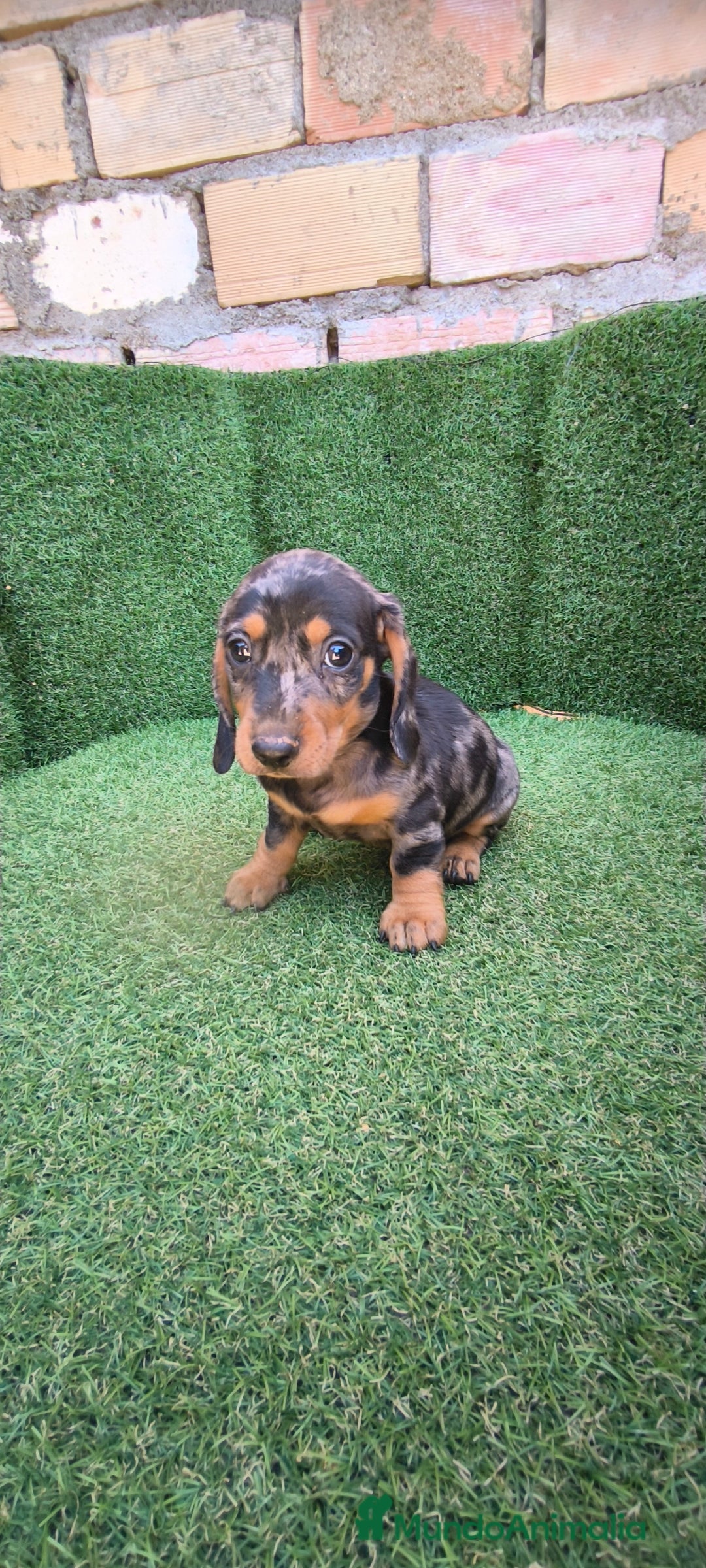 Teckel Miniatura perros en venta: teckel miniatura arlequin - Imagen 12