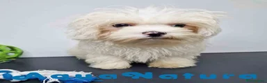 Bichón Habanero