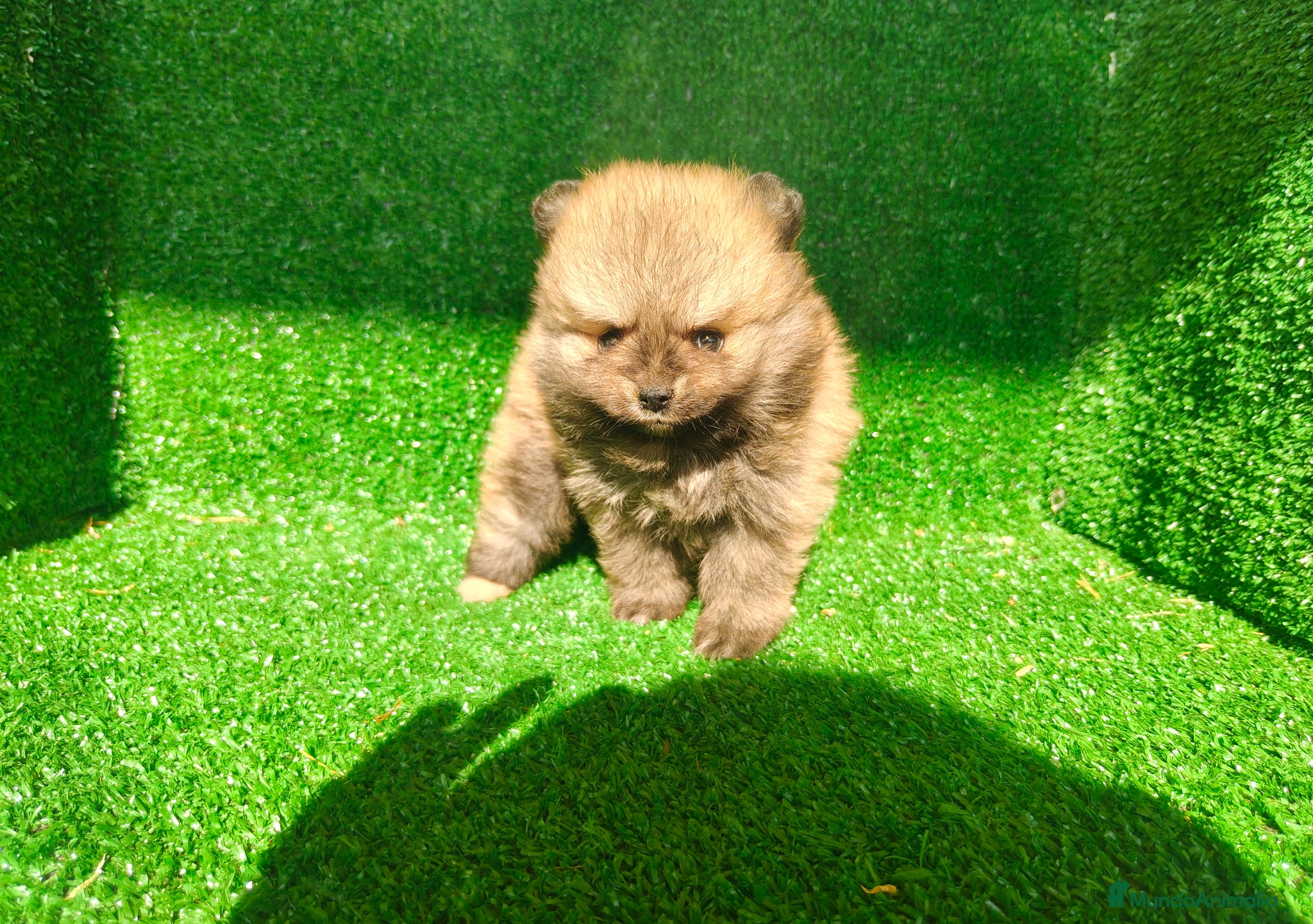 Pomerania perros Pomerania  - Anuncio 2