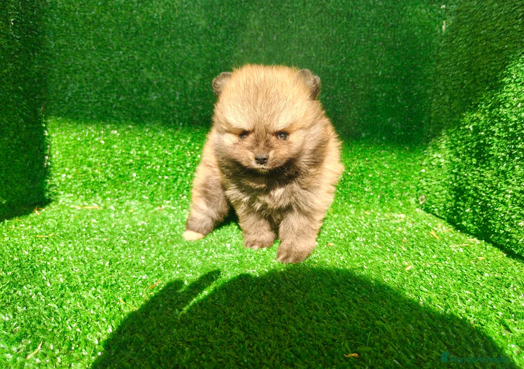 Pomerania perros en venta: Pomerania  - Anuncio 1