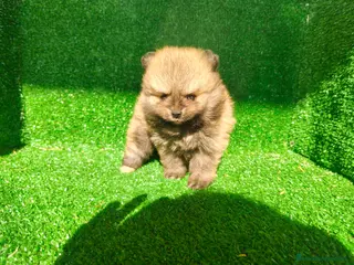 Pomerania perros Pomerania - Anuncio 2