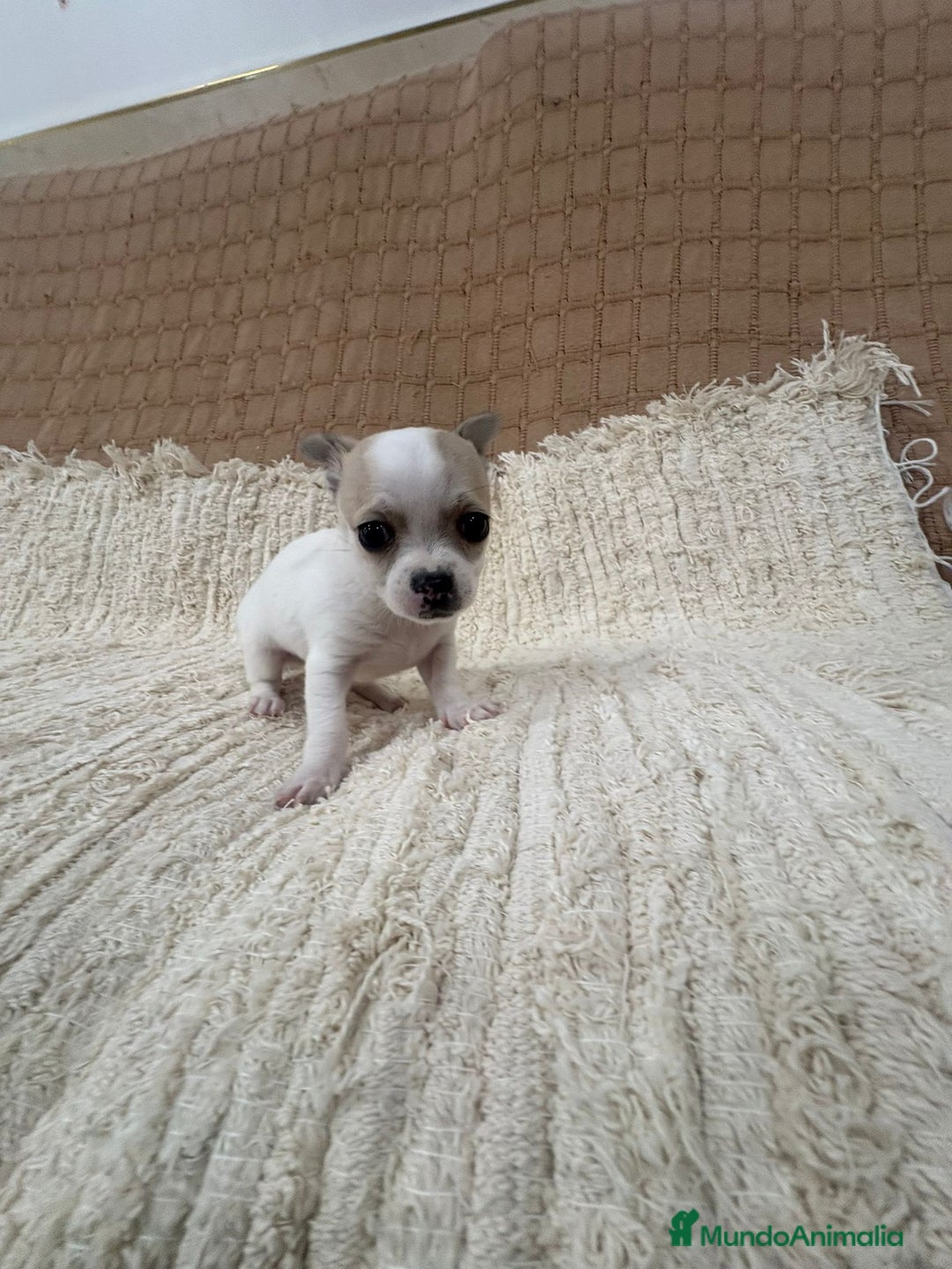 Chihuahua perros en venta: Chihuahua toy - Anuncio 12